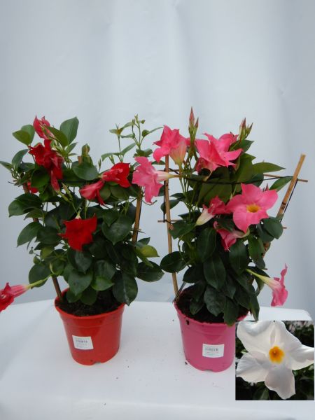 DIPLADENIA SUN. ESPALIER