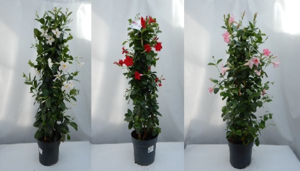 DIPLADENIA SUN. PYRAMIDE