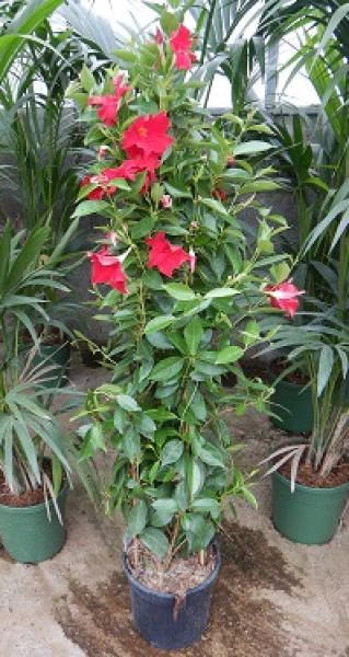 DIPLADENIA SUN. PYRAMIDE