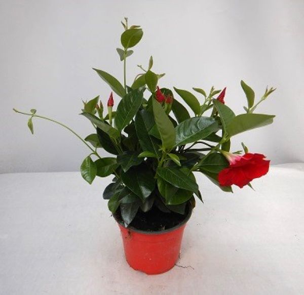 DIPLADENIA SUN. TOUFFE