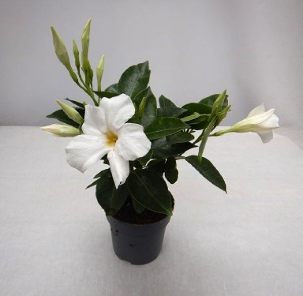 DIPLADENIA SUN. TOUFFE