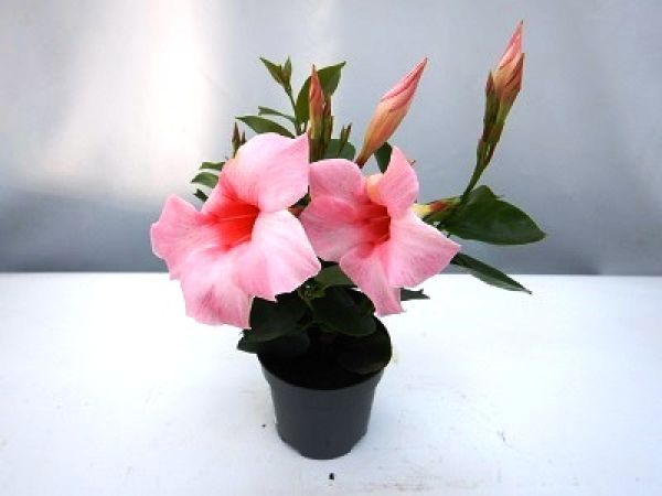 DIPLADENIA SUN. TOUFFE