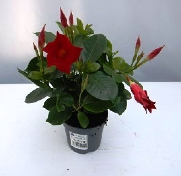 DIPLADENIA SUN. TOUFFE