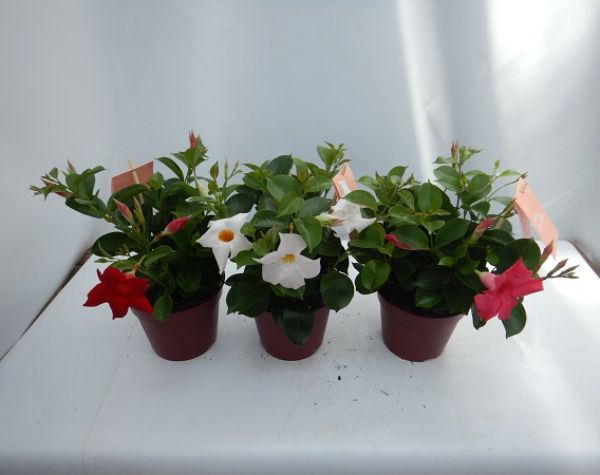 DIPLADENIA SUN. TOUFFE