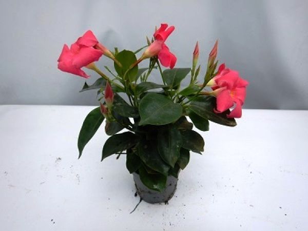 DIPLADENIA SUN. TOUFFE