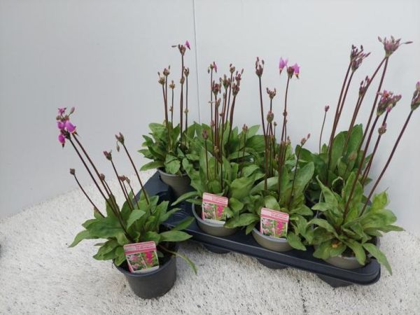 DODECATHEON MEADIA