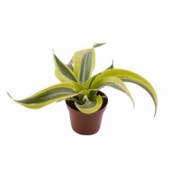 DRACAENA LEMON SURPRISE