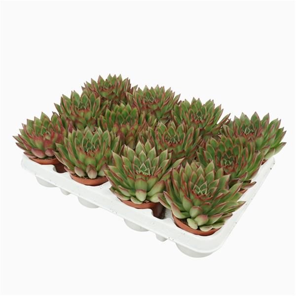 ECHEVERIA AGAVOIDES RED TIPS