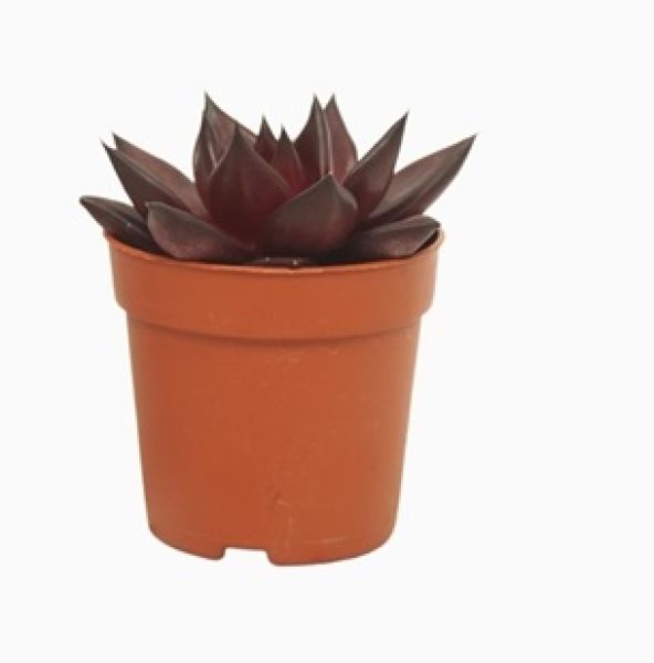 ECHEVERIA ATLAS