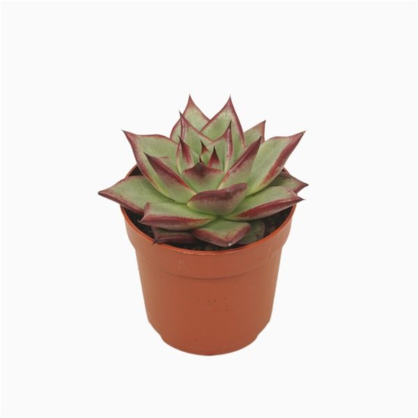 ECHEVERIA ELECTRA