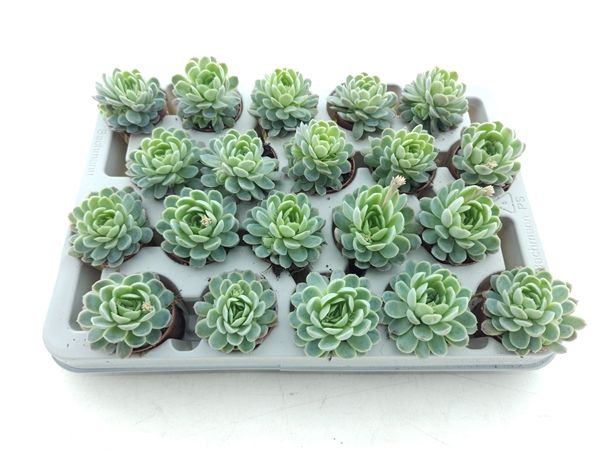 ECHEVERIA ELEGANS