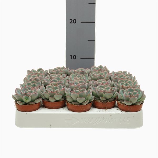ECHEVERIA HERCULES