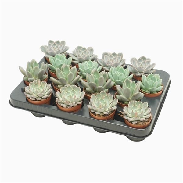 ECHEVERIA MIX