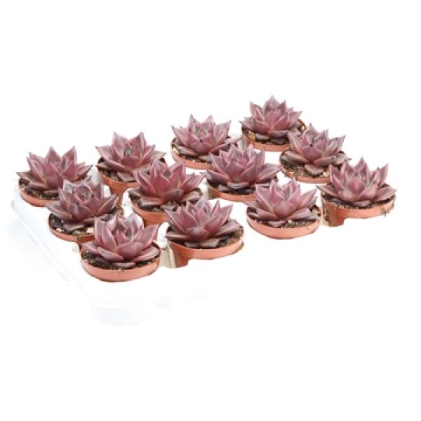 ECHEVERIA TAURUS
