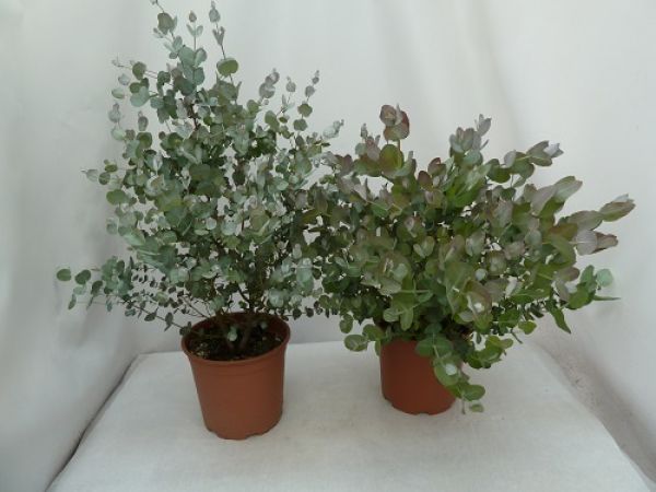 EUCALYPTUS MIX