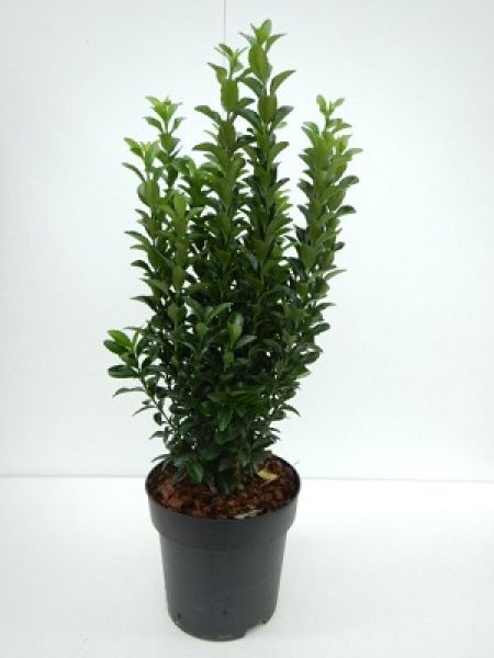 EUONYMUS GREEN SPIRE