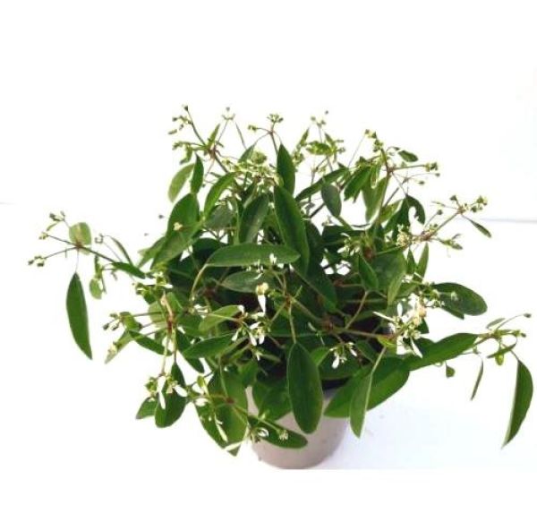 EUPHORBIA DIAMOND FROST.
