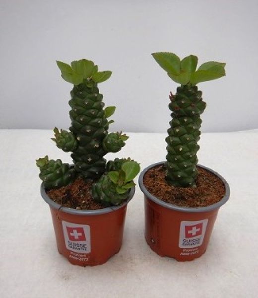 EUPHORBIA RITCHEI