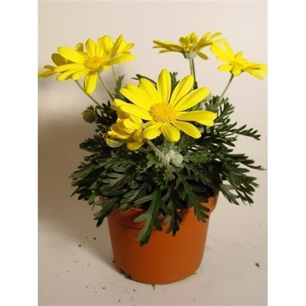 EURYOPS SILVER STAR
