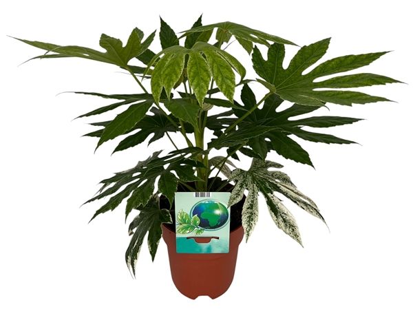 FATSIA JAPONICA spiderweb