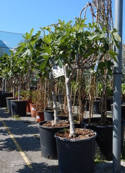 FICUS CARICA TIGE