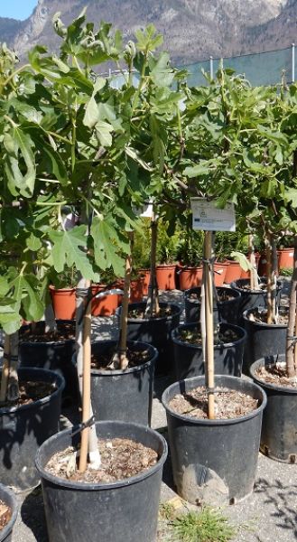 FICUS CARICA TIGE