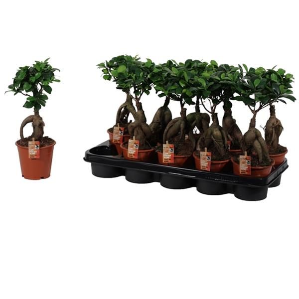 FICUS MICROCARPA GINSENG
