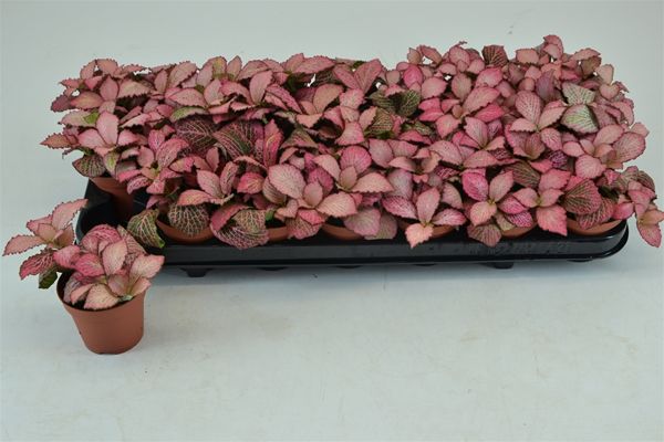 FITTONIA PINK ANNE