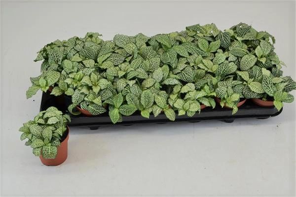 FITTONIA WHISPER