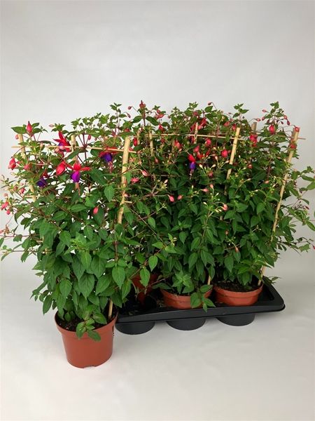 FUCHSIA ANGELA ESPALIER