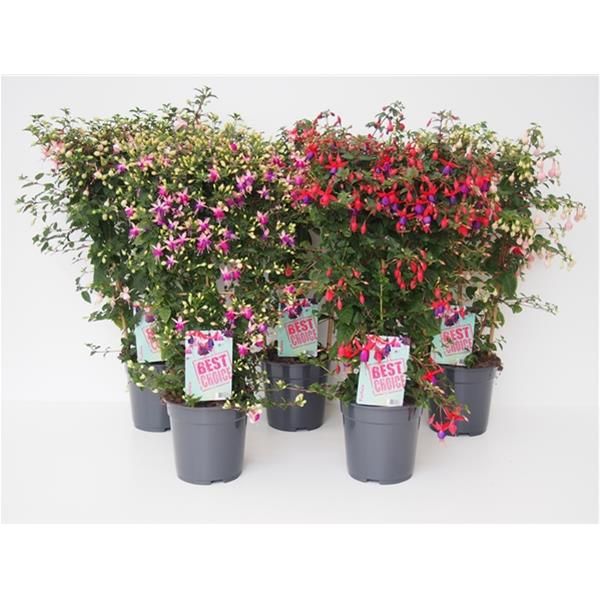 FUCHSIA ESPALIER