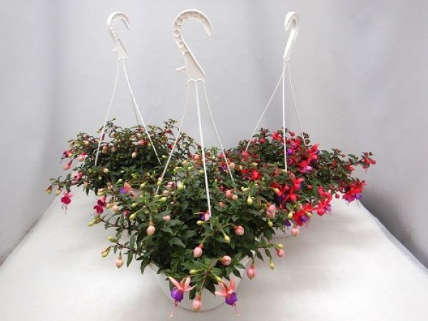 FUCHSIA SUSPENSION