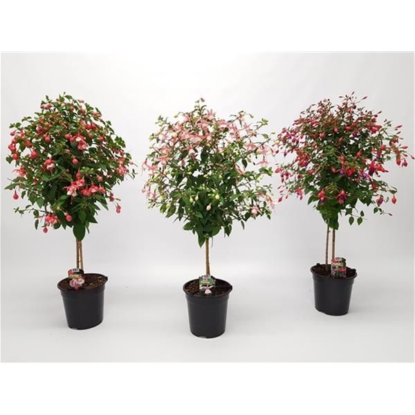 FUCHSIA TIGE