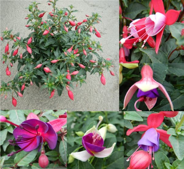 FUCHSIA TOUFFE