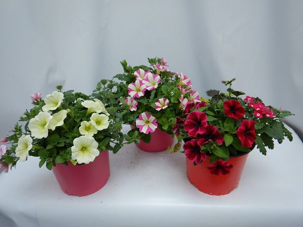GARDEN PARTY