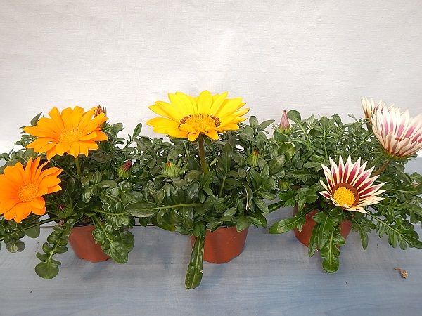 GAZANIA