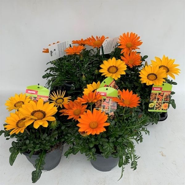 GAZANIA
