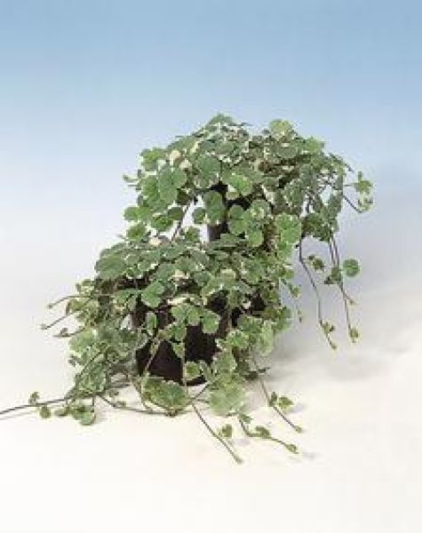 GLECHOMA HEDERACEA VARIEGATA