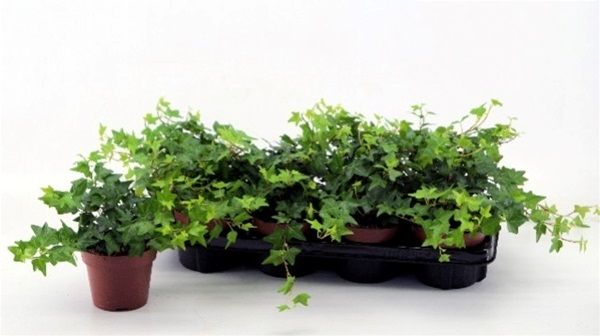 HEDERA HELIX BRENDA