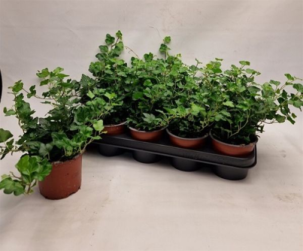 HEDERA HELIX WONDER