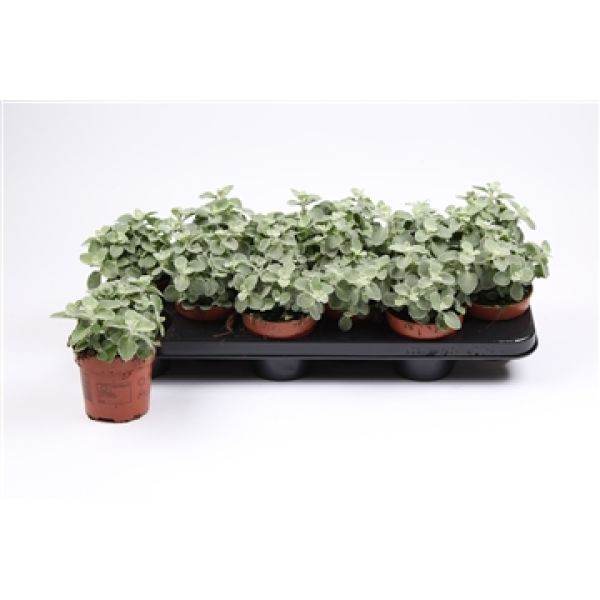 HELICHRYSUM PETIOLARE
