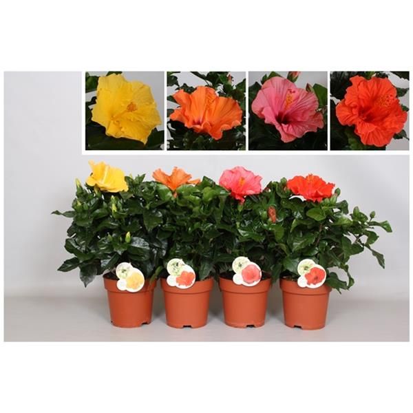 HIBISCUS ROSA-SINENSIS