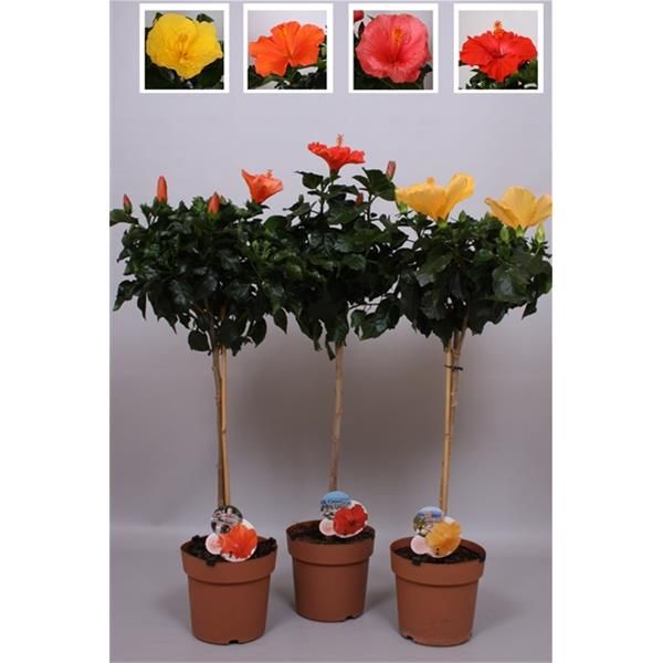 HIBISCUS ROSA-SINENSIS TIGE