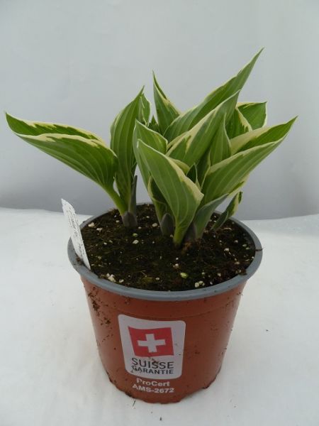 HOSTA FOR. FRANCEE