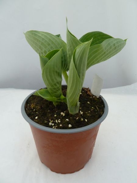 HOSTA HALCYON