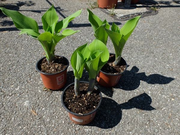 HOSTA MIX
