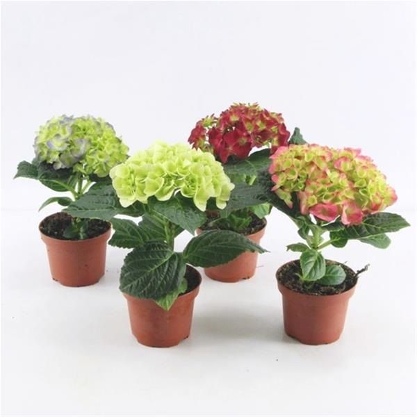 HYDRANGEA MACROPHYLLA