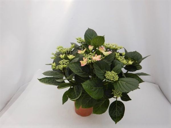 HYDRANGEA MACROPHYLLA