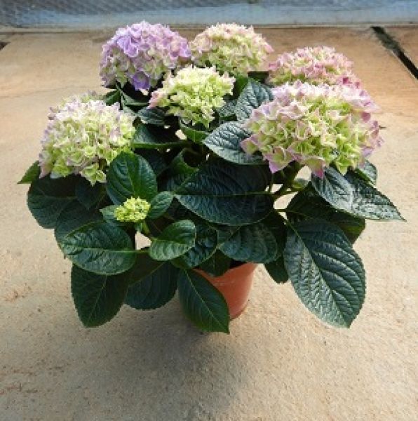 HYDRANGEA MACROPHYLLA