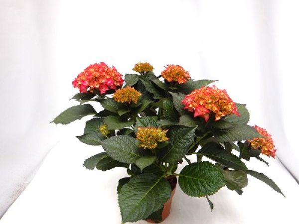 HYDRANGEA MACROPHYLLA